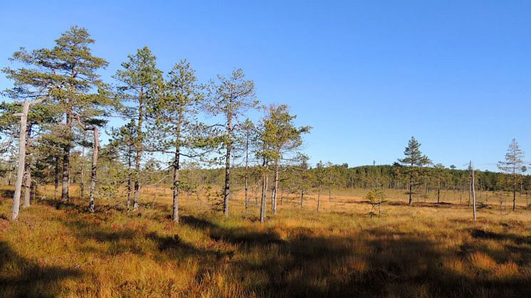 Spjärshällen, ett av de tre nya naturreservaten i Dalarna. Foto: Maria Blomqvist, Länsstyrelsen i Dalarnas län.