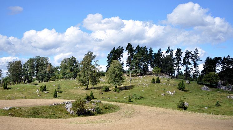 Landskapets minne ger nytt hopp för Sveriges naturbestånd