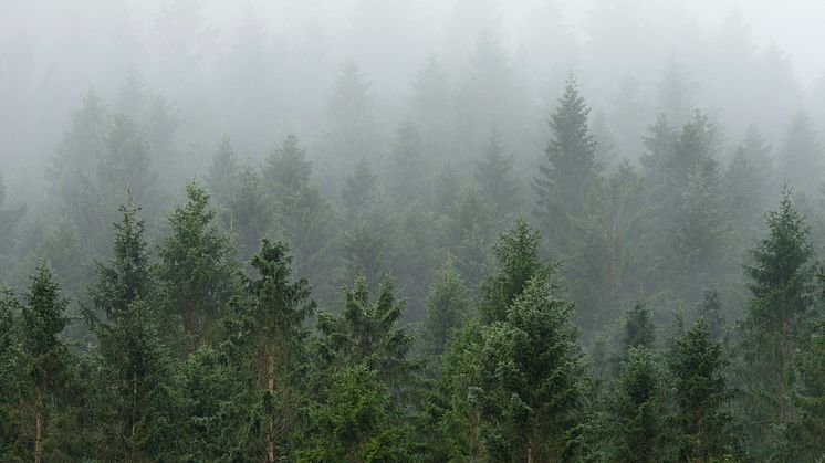 SKOG OG HELSE: Anno Norsk skogmuseum og Besøkssenter skog med samarbeidspartnere vil bidra til FNs bærekraftsmål gjennom sitt arrangement på Verdens skogdag 21. mars. (Foto: Bård Løken/Anno)