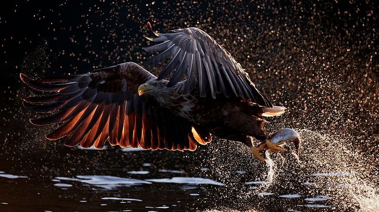 Kuvaaja Markus Varesvuo, kuvauskalusto Canon EOS-1D X Mark II -järjestelmäkamera ja Canon EF 600mm f/4L IS III USM -objektiivi 