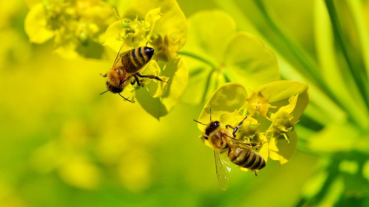 Flitiga bin i färd med att samla nektar till sina små och flytta pollen från blomma till blomma
