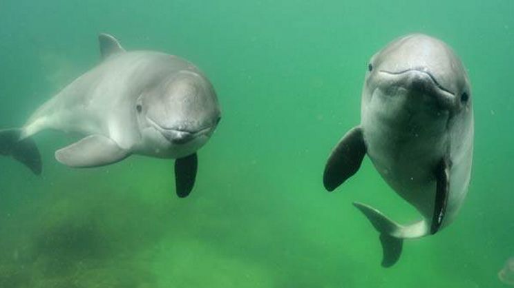  Tumlare (Phocoena phocoena) är en skygg liten val som förekommer i våra kustvatten, och som behöver skyddade områden där den kan föda sina ungar.