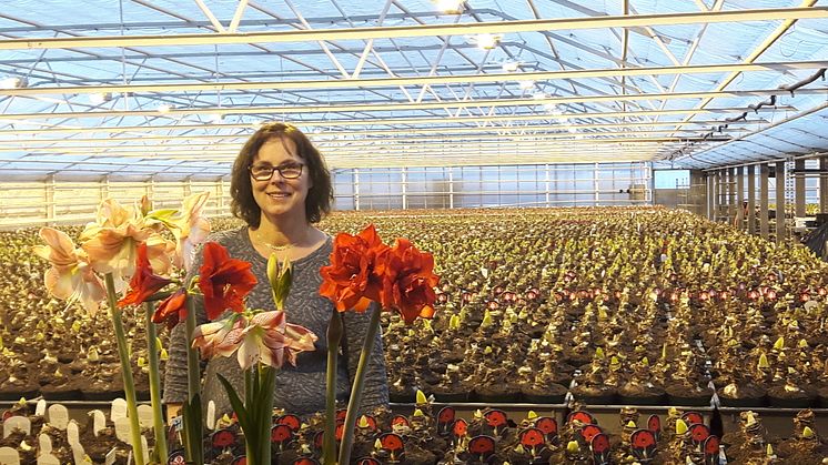 Lena Karlsson på Gustafslunds Handelsträdgård i ett hav av amaryllis