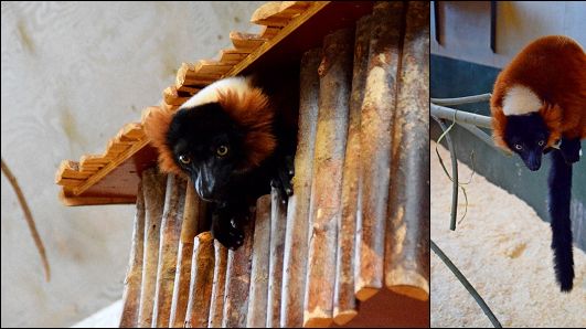 Mangoro och Mandry, två nya lemurer av arten röd vari som flyttar in på Furuvik