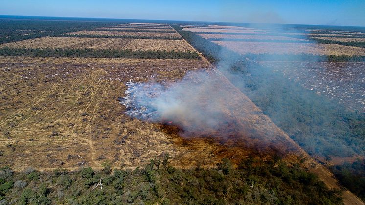 Et savanne-skov område på Chacoen ryddes til fordel for sojaproduktion. Foto: Mighty Earth