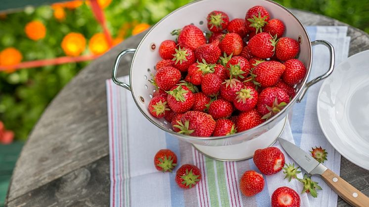 10_Delicious strawberries_Neudorff.jpg