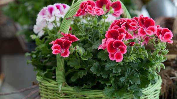 Blomsterfrämjandet ställer ut på Nolia Trädgård & Antik 27 – 29 april