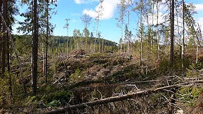 Gynnsamt för granbarkborrar i norr – ökad skaderisk framöver