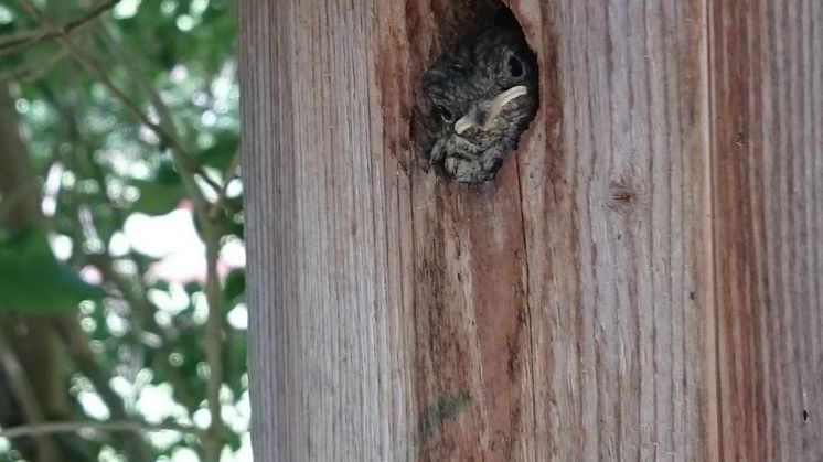 Flycatcher nestlings