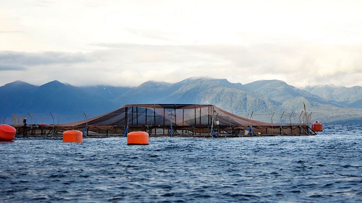 Cermaq farming site in Chile