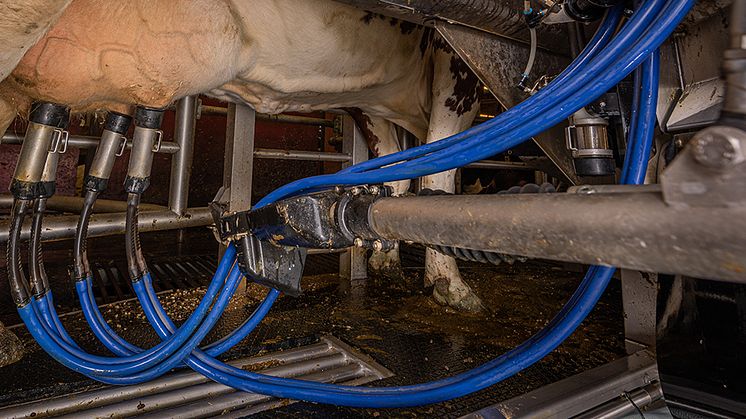 Automatisk mjölkning vid Lövsta lantbruksforskning, SLU:s anläggning för forskning och utbildning om lantbrukets djur. Foto: Mark Harris