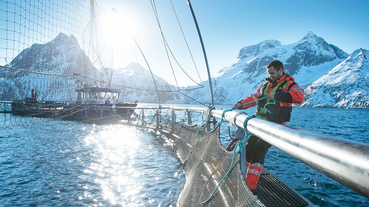 Lakseoppdretter salmon farmer