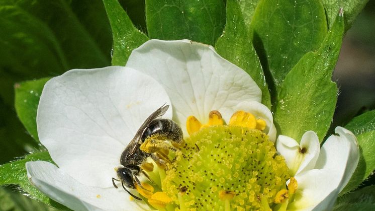Ett ängssmalbi pollinerar en jordgubbsblomma.  Jordgubbsplantan måste besökas många gånger av en pollinatör för att kunna utvecklas. Dålig pollinering ger missbildade bär. Foto: Christina Winter