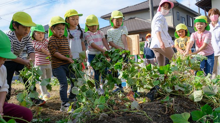 11月上旬のおいも掘り。これまでに15種ほどの野菜や穀物を栽培