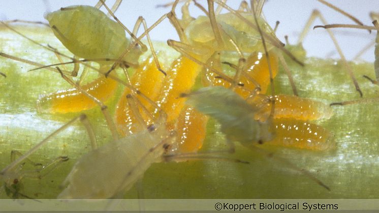 Bladlusgallmyggan som äter bladlöss