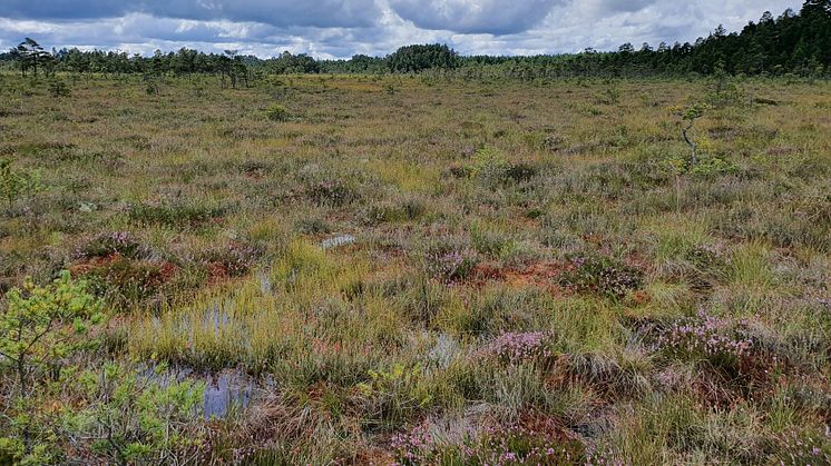 Nu sätter vi stopp för igenväxning och återskapar hela 150 hektar våtmark på mossen. Foto: Stefan Husar, Länsstyrelsen.