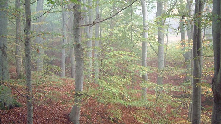 En fjärdedel av Sveriges invånare bor inom en kilometer från skyddad natur