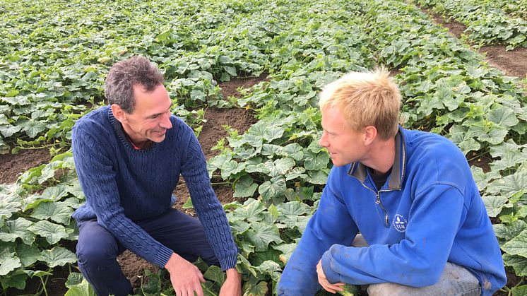 Håkan Tufvesson Sewall, odlingschef på Orkla Foods Sverige, arbetar nära tillsammans med odlarna. Här tillsammans med Nils Jönsson, odlare utanför Lund.
