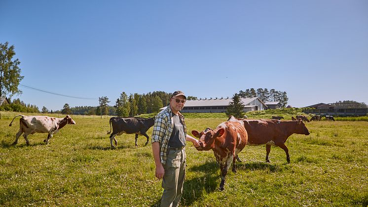 Arla tuo maitotölkkeihin lehmien hyvinvoinnista kertovan merkin