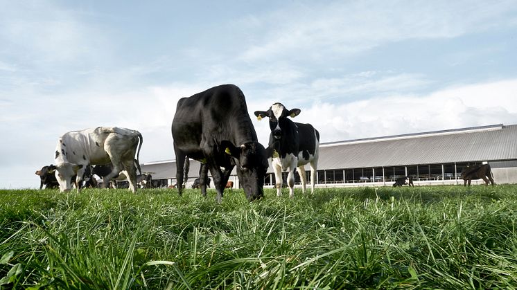 Nyt partnerskab mellem Arla og danske kunder skal accelerere klimareduktioner