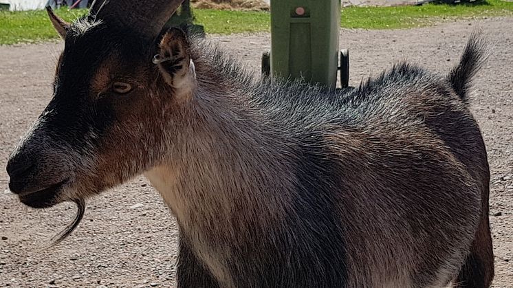 Familjedag på Björkö 4H gård