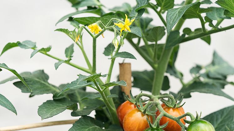 Plantorama har år til dato solgt drivhusplanter som agurker og tomater for en halv million kroner mere end sidste år. Foto: PR.