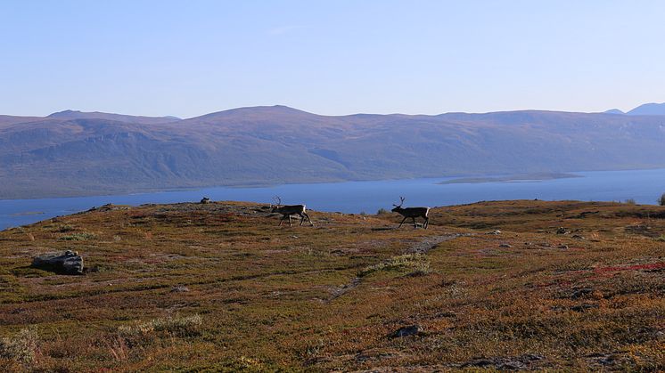 Misstänkt fall av CWD - Chronic Wasting Disease