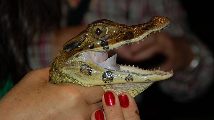 Caiman spotting in Manaus