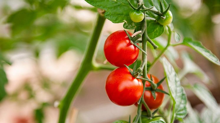 Svenskarna älskar att odla tomater – men ratar bekämpningsmedel i hemmaodlingar