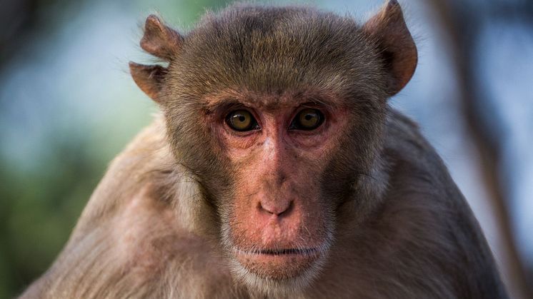 Makaker, och andra djur, har mycket svårt att hantera information som kommer i en viss ordning. Det kan vara just det som skiljer människor från andra djur. Foto: Johan Lind/N