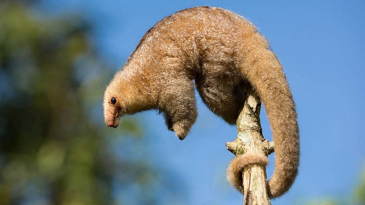 Dværgmyreslugere er sky, nataktive dyr, der lever i trætoppene. Foto: WIkimedia Commons 