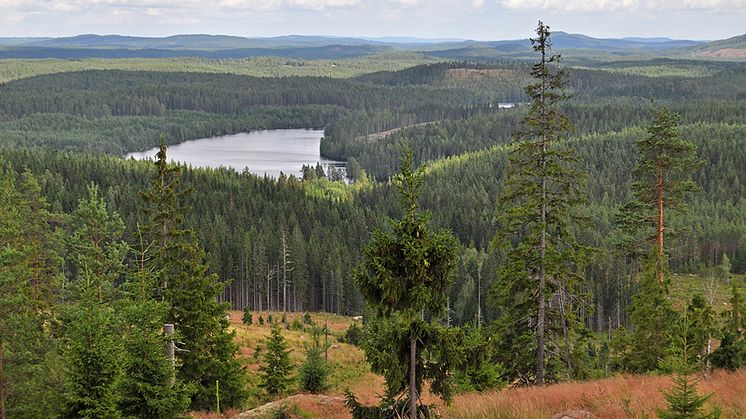 Svenskt skogslandskap. Foto: ANLU