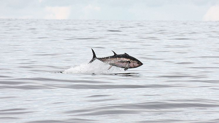 Blåfenad tonfisk. Foto: Markus Lundgren, Sportfiskarna