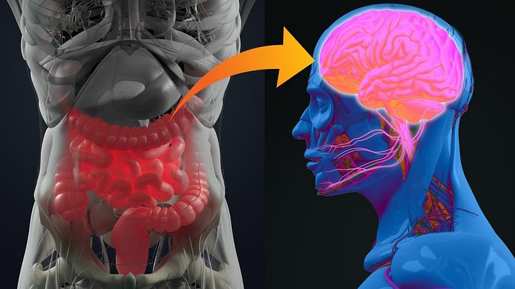 Curcumin prodrug CMG has beneficial effects on a mouse model of multiple sclerosis by modulating the gut flora -- Kindai University