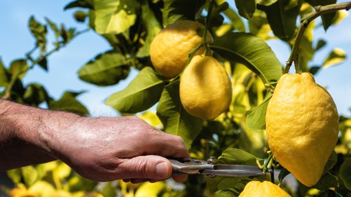 Farmer-makes-the-lemons-harvest-in-spring.-Agriculture.-1305147899_514x685