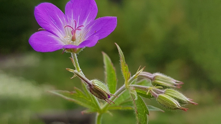 15_Ingemar-Gustafsson-_Midsommarblomster