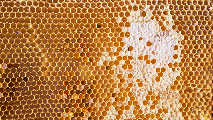 Ett bisamhälle kan producera 35 kilo honung under en säsong