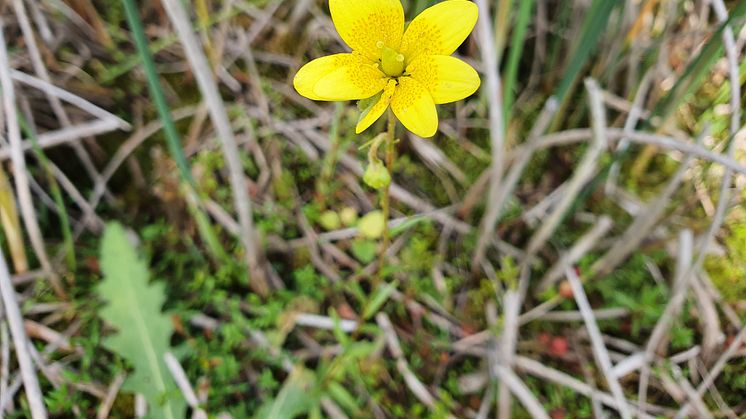 Myrbräcka. Foto: Länsstyrelsen i Västra Götaland