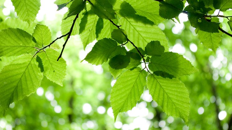 Klimatrådslag  ger Malmöbor möjlighet att påverka och stärka den lokala klimatpolitiken