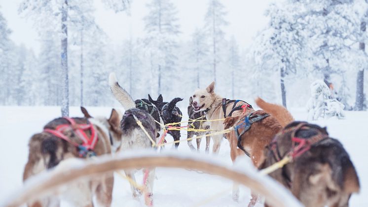 HUNDraprocentig naturnära transfer från nya Scandinavian Mountains Airport till SkiStars skidområden i Sälen