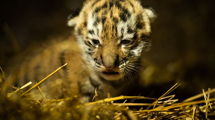 Amurtigerunge på Nordens Ark (Foto Marie Mattsson)