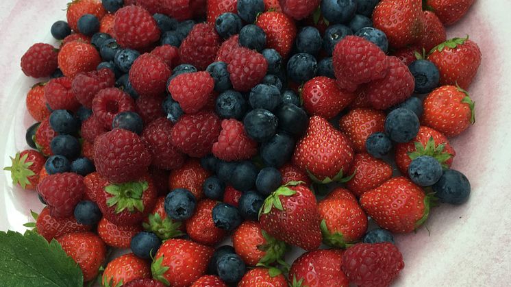  Att regelbundet äta vanliga svenska bär som jordgubbar, hallon och blåbär har visat sig gynna tarmhälsan.  