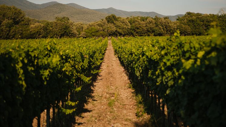 Vineyard - Ca'Marcanda Winery (4).jpg