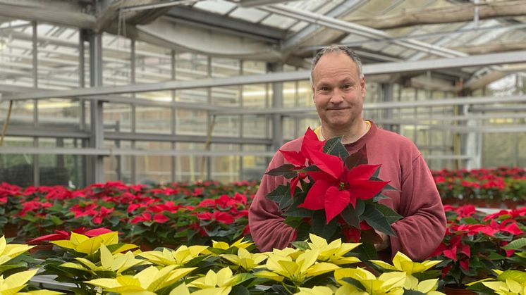 Gärtnerei-Beschäftigter Klaus Göttig bei der Pflege der Weihnachtssterne. 