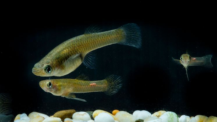 En moskitfiskhona tillsammans med två mindre hanar. Den modifierade analfenan, gonopodium, använder hanen för att tvinga in spermier i honan. Foto: Stuart Hay, Australian National University.