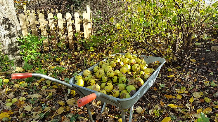 Mellan den 18 augusti och 22 oktober samlar Sysavs återvinningscentraler in fallfrukt som i slutändan förvandlas till biogas och biogödsel.