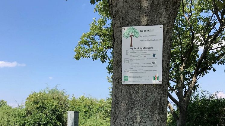 Träd Malmö