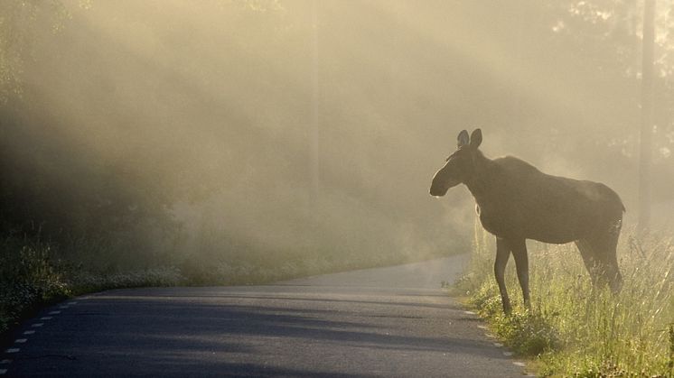 Nu är älgjakten igång i hela Dalarna. Under jakten ska runt 7 000 älgar fällas. Foto: Allan Wallberg/Mostphotos