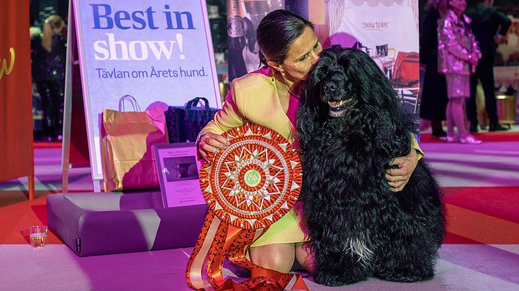 Portugisisk vattenhund vinner Best in Show på Stockholm Hundmässa 2022