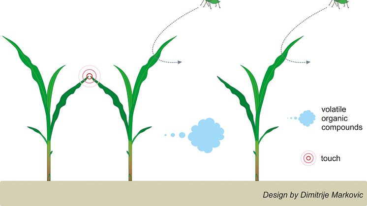 När en majsplanta blir vidrörd aktiveras dess försvarssystem, vilken gör den mindre lockande för bladlöss. Plantan utsöndrar dessutom dofter som får plantor längre bort att reagera likadant. Illustration: Dimitrije Markovic